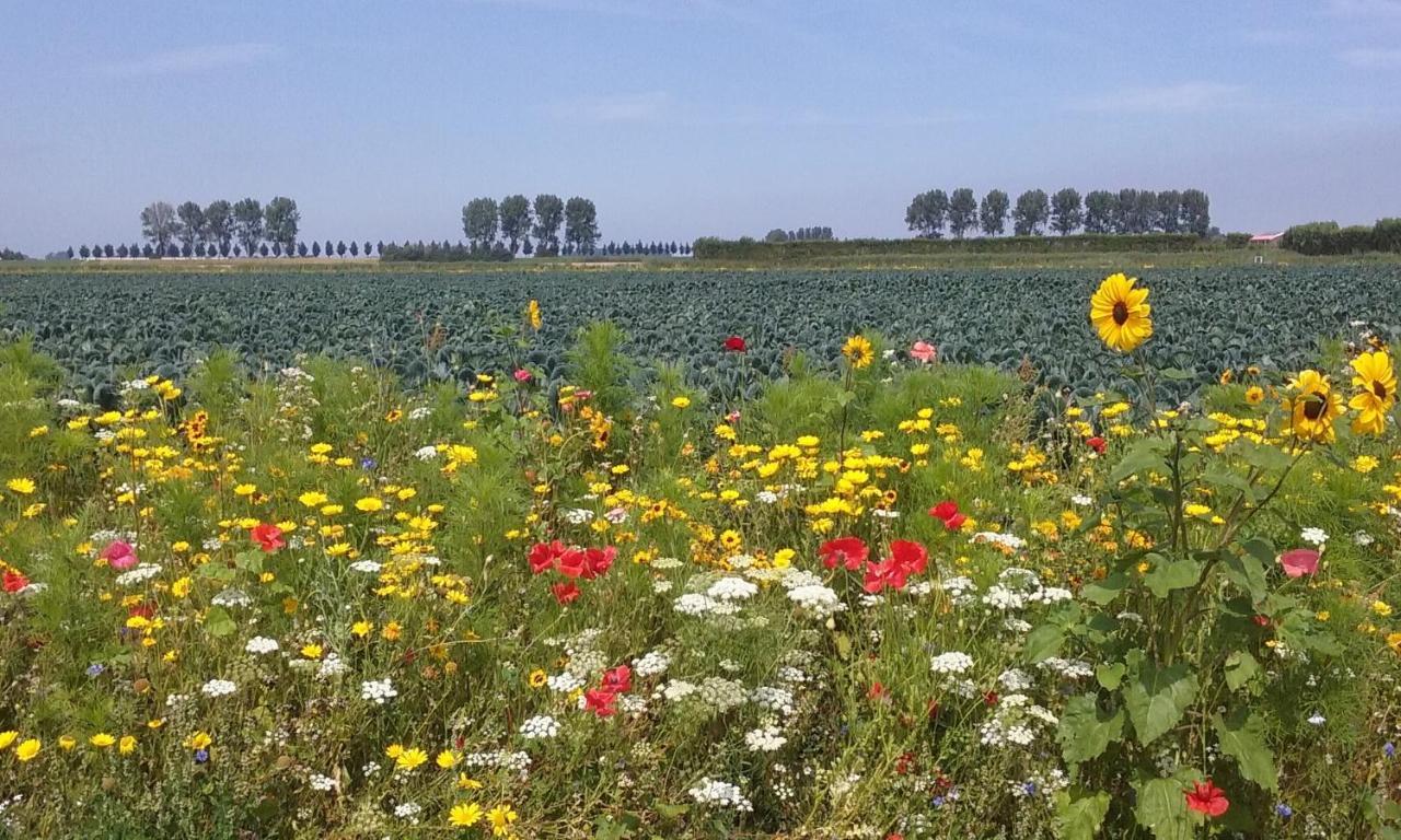 Bed En Breakfast En Bike Sommelsdijk Dış mekan fotoğraf